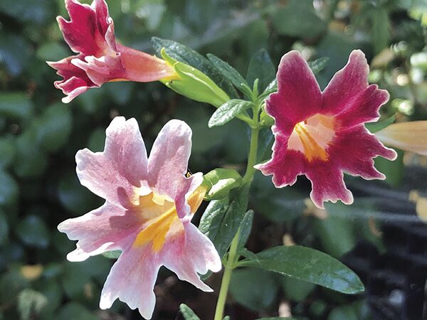 Dark Pink Monkeyflower